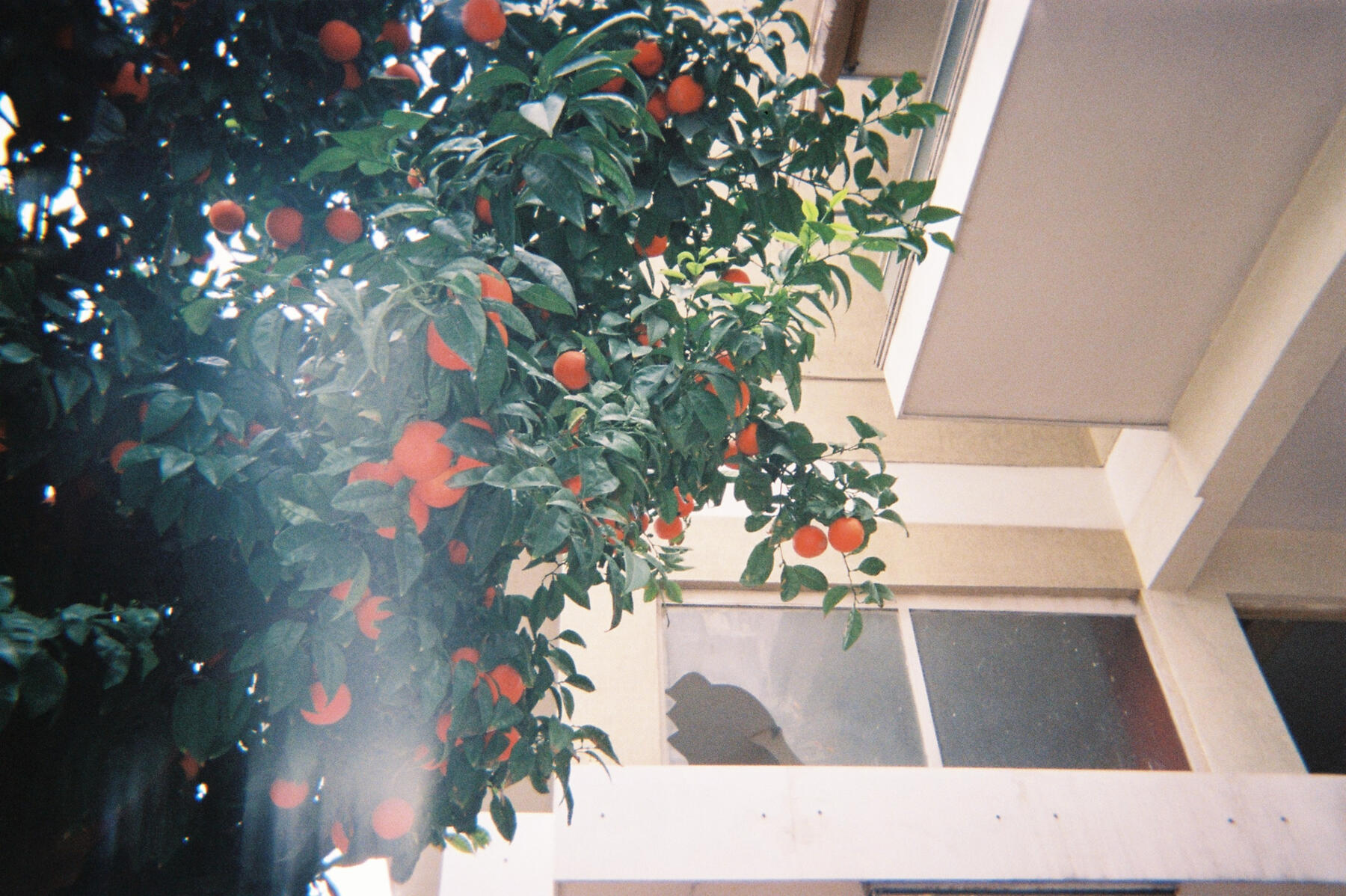 des oranges
